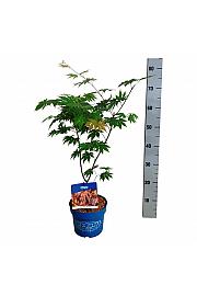 Acer pseudosieboldianum North Wind ® C3 Lit. 40-50 cm