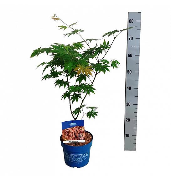 Acer pseudosieboldianum North Wind ® C3 Lit. 40-50 cm