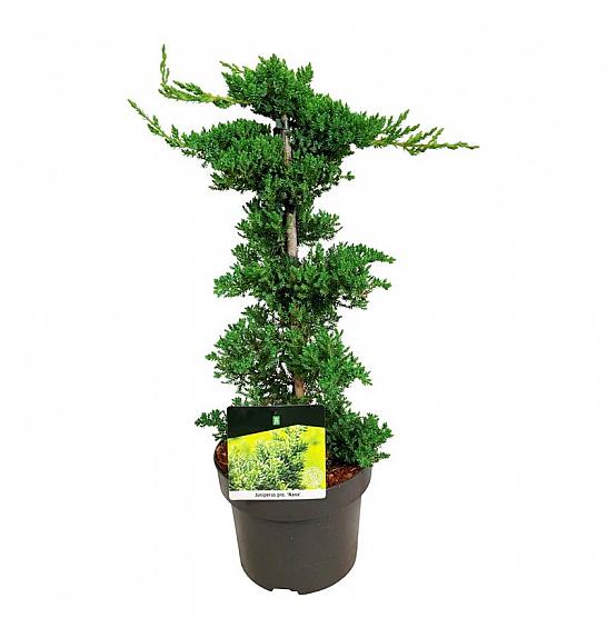 Juniperus procumbens Nana C5 Lit. 40-50 cm; Piramida