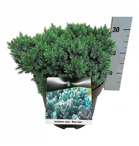 Juniperus squamata Blue Star C7,5 Lit. 30-40 cm