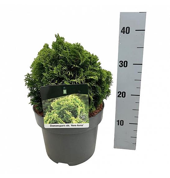 Chamaecyparis obtusa Nana Aurea C5 Lit. 15-20 cm