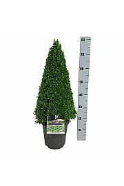Buxus sempervirens C5 Lit. 50-60 cm; Piramida