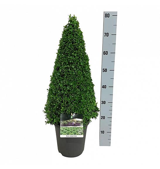 Buxus sempervirens C5 Lit. 50-60 cm; Piramida