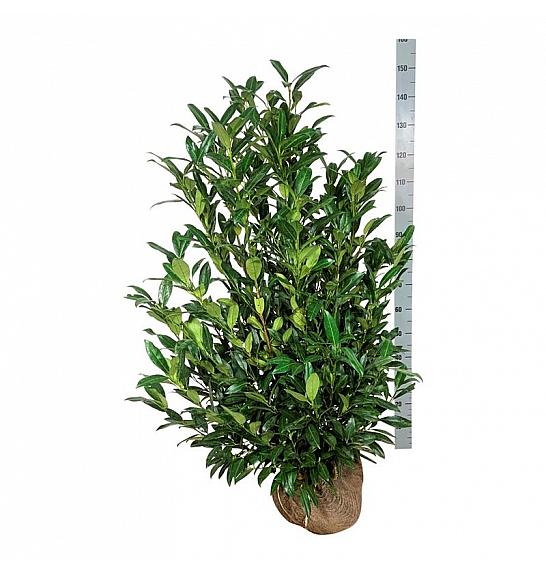 Prunus laurocerasus Herbergii bala 100-125 cm