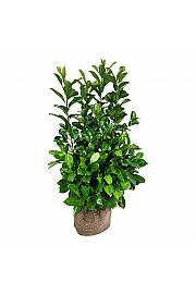 Prunus laurocerasus Rotundifolia bala 100-125 cm