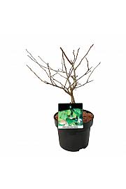 Ginkgo biloba Little Emperor C5 Lit. 30-40 cm