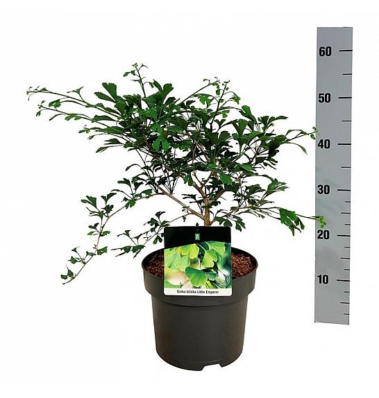 Ginkgo biloba Little Emperor C5 Lit. 30-40 cm