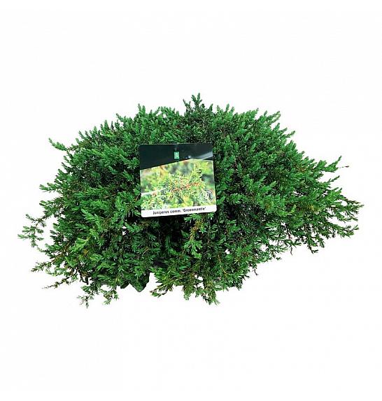 Juniperus communis Greenmantle C7,5 Lit. 50-60 cm
