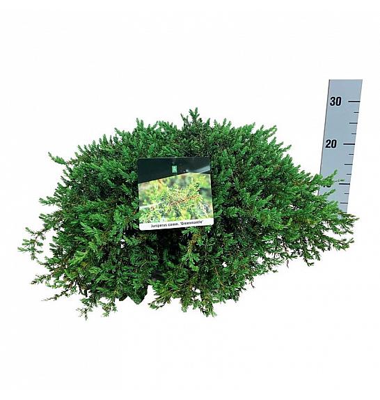 Juniperus communis Greenmantle C7,5 Lit. 50-60 cm