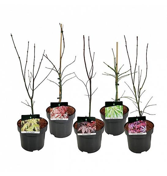 Acer palmatum Mix C5 Lit. 50-60 cm