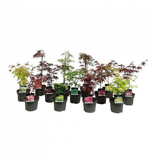 Acer palmatum Mix C5 Lit. 50-60 cm