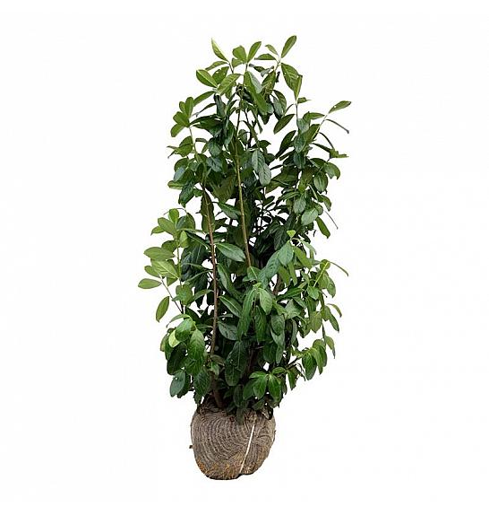 Prunus laurocerasus Novita bala 100-125 cm extra