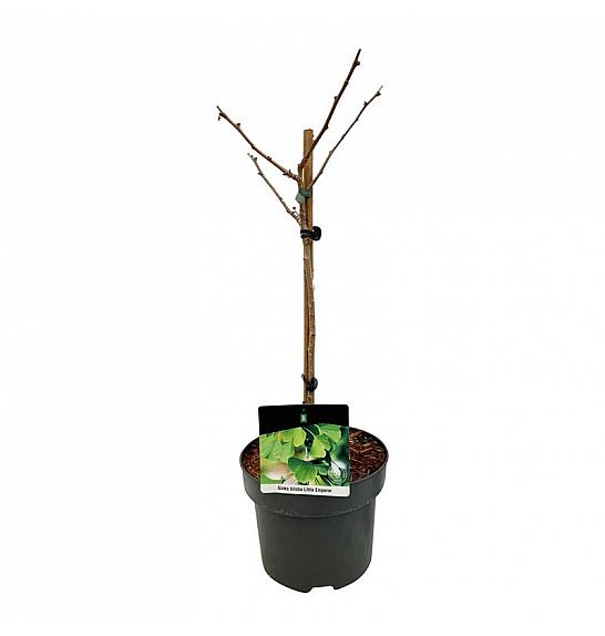 Ginkgo biloba Little Emperor C5 Lit. Na steblu 40 cm