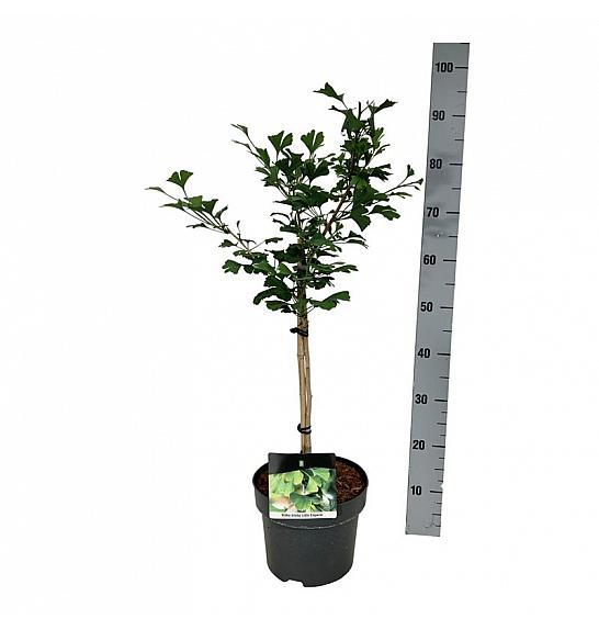 Ginkgo biloba Little Emperor C5 Lit. Na steblu 40 cm