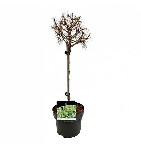 Larix decidua Globus C5 Lit. Na steblu 40 cm