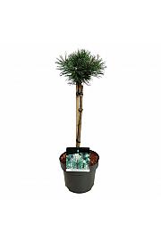Pinus mugo Columnaris C5 Lit. Na steblu 40 cm