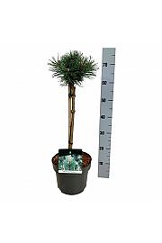Pinus mugo Columnaris C5 Lit. Na steblu 40 cm