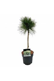 Pinus resinosa Pillnitz C5 Lit. Na steblu 40 cm