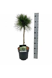 Pinus resinosa Pillnitz C5 Lit. Na steblu 40 cm