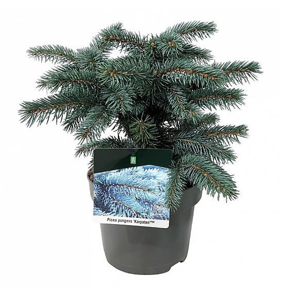 Picea pungens Karpaten C5 Lit. 25-30 cm