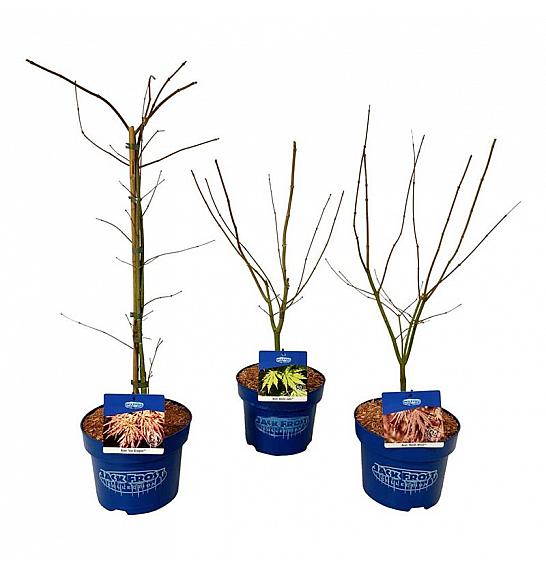 Acer JACK FROST® Mix C5 Lit. 50-60 cm