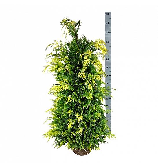 Chamaecyparis lawsoniana Ivonne bala 100-120 cm extra