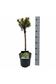 Pinus mugo Carstens Wintergold C5 Lit. Na steblu 40 cm