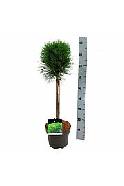 Pinus nigra Summer Breeze C5 Lit. Na steblu 40 cm