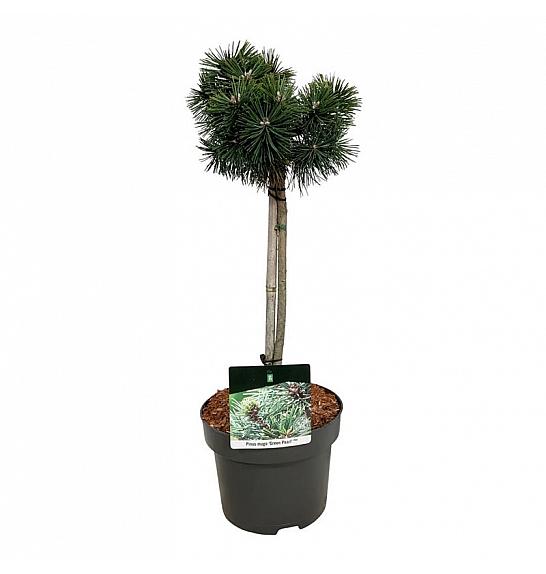 Pinus mugo Green Pearl C5 Lit. Na steblu 40 cm