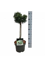Pinus mugo Green Pearl C5 Lit. Na steblu 40 cm