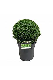 Buxus sempervirens C12 Lit. 40+ cm; Krogla