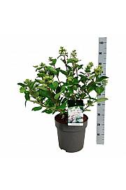 Hydrangea paniculata Early Harry C15 Lit. 50-60 cm