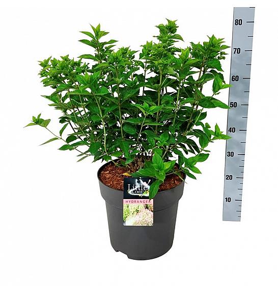 Hydrangea paniculata Little Lime C15 Lit. 50-60 cm