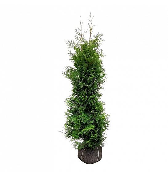 Thuja occidentalis Golden Brabant PBR bala 160-180 cm extra