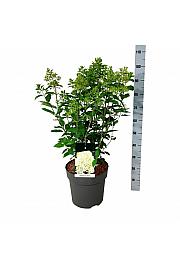 Hydrangea paniculata Skyfall ® C15 Lit. 60-80 cm