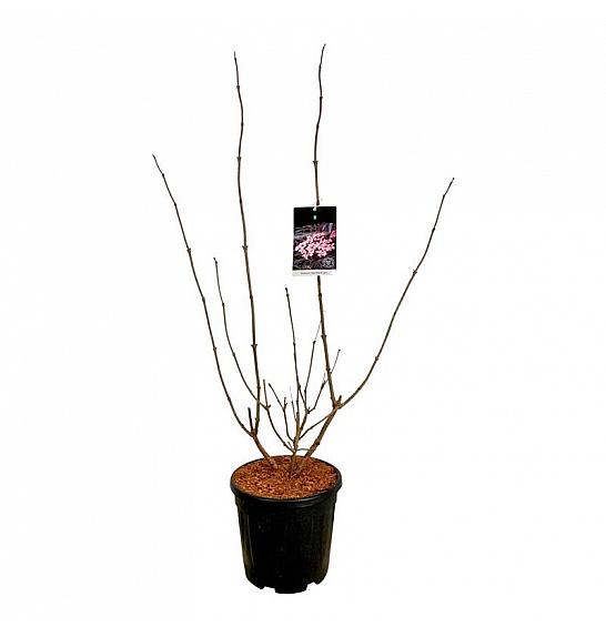 Sambucus nigra Black Lace C15 Lit. 80-100 cm