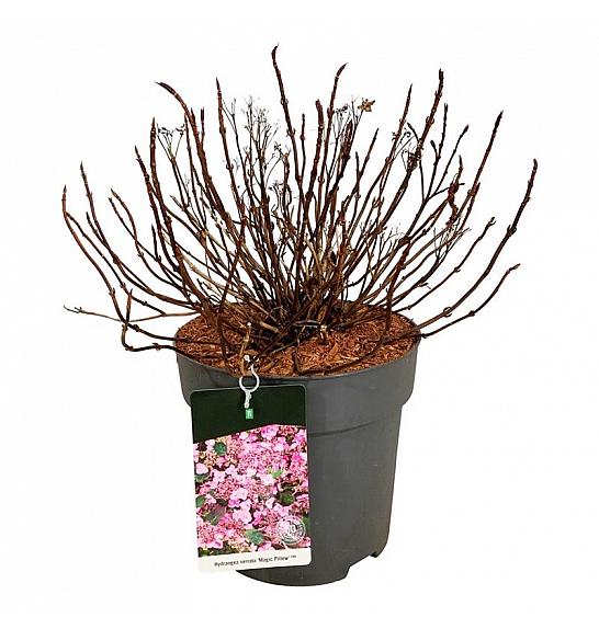 Hydrangea serrata Magic Pillow C15 Lit. 50-60 cm