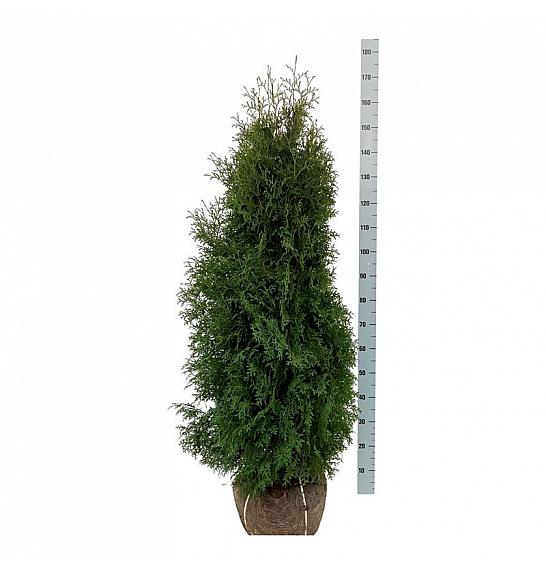 Thuja occidentalis Pyramidalis Compacta bala 120-140 cm extra