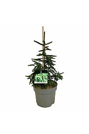 Picea orientalis Aureospicata C7,5 Lit. 40-50 cm