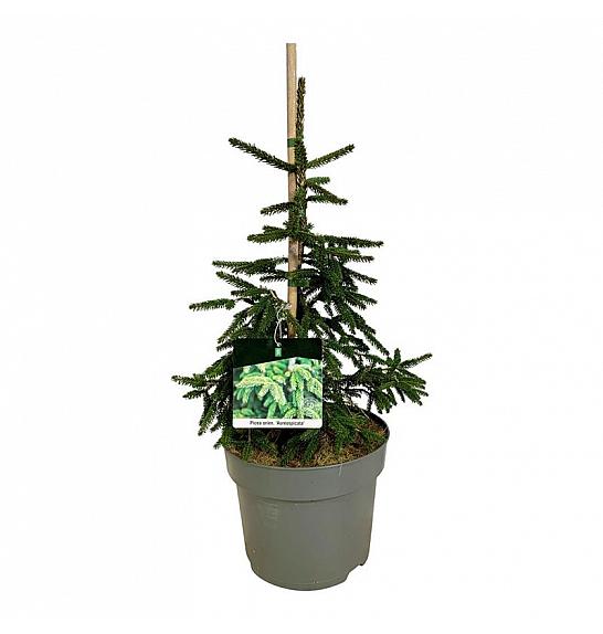 Picea orientalis Aureospicata C7,5 Lit. 40-50 cm