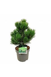 Pinus heldreichii Compact Gem C7,5 Lit. 30-40 cm