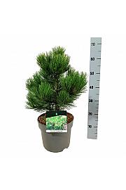 Pinus heldreichii Compact Gem C7,5 Lit. 30-40 cm