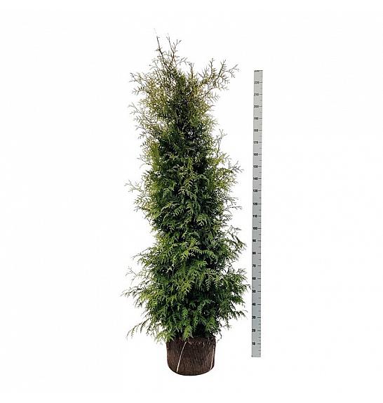 Thuja occidentalis Brabant bala 200-225 cm