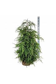 Tsuga canadensis bala 100-125 cm extra