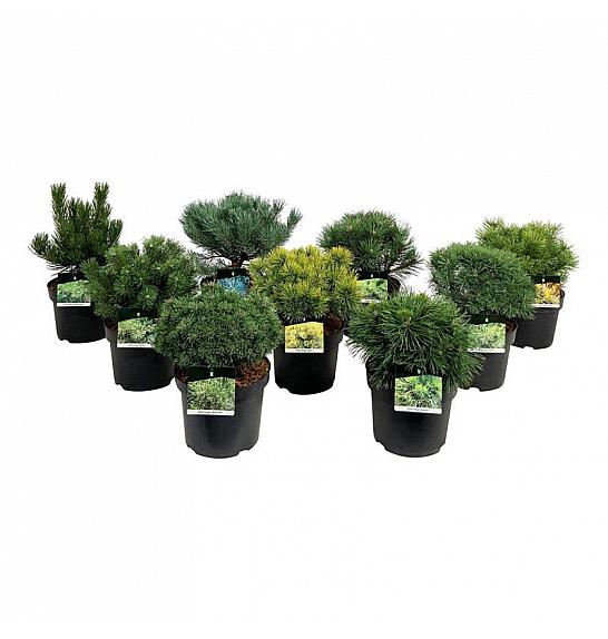 Iglavci ekskluzivni Mix C7,5 Lit. 30-35 cm