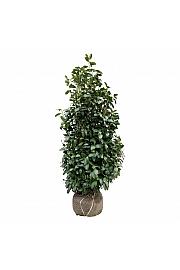Prunus laurocerasus Obelisk bala 150-175 cm extra