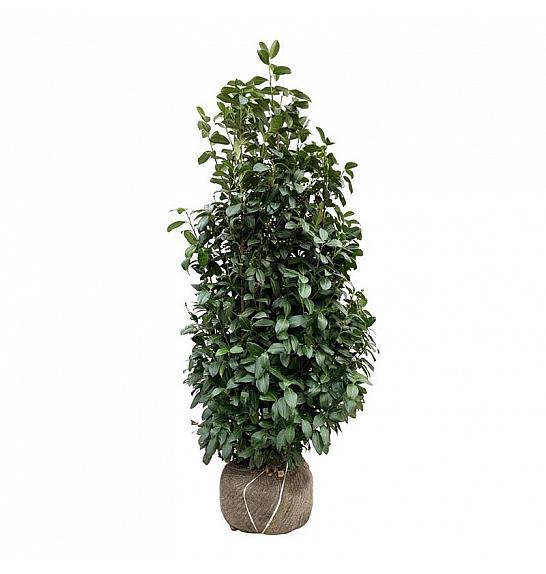 Prunus laurocerasus Obelisk bala 150-175 cm extra