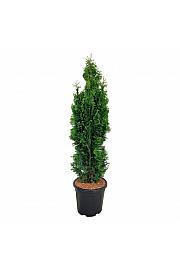 Thuja occidentalis Degroots Spire C15 Lit. 100-120 cm