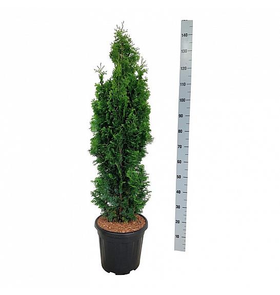 Thuja occidentalis Degroots Spire C15 Lit. 100-120 cm