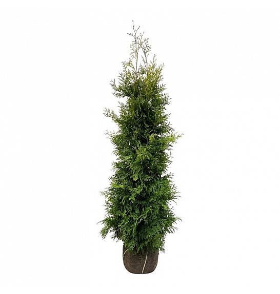 Thuja occidentalis Golden Brabant PBR bala 180-200 cm extra